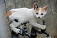 фотоЛов на котки в северна Гърция